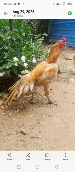 Rooster
