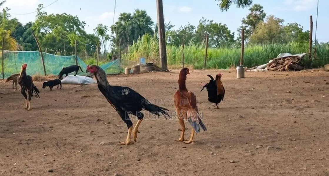 Rooster