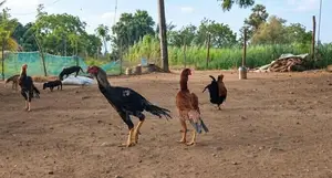 Rooster