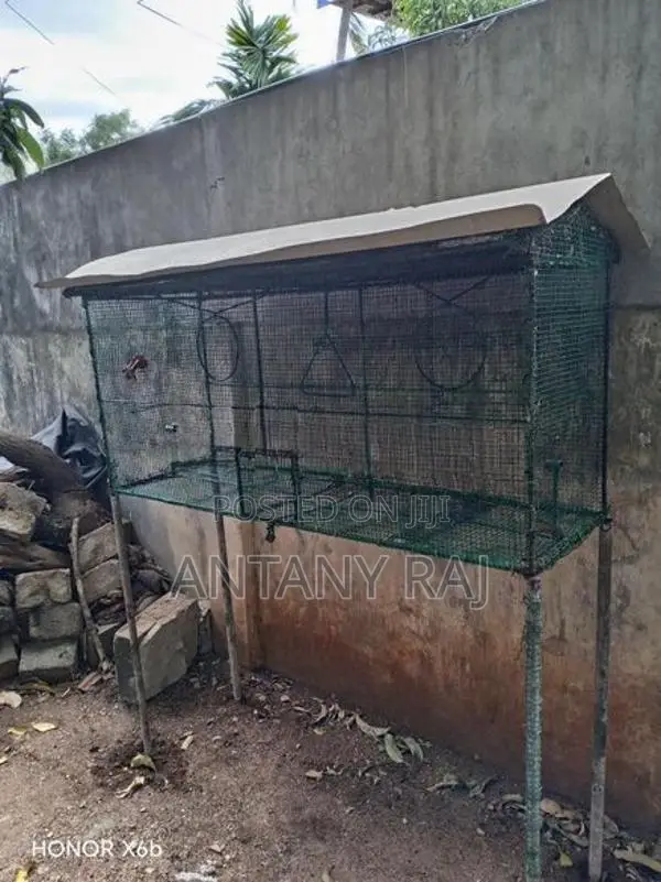 Birds Cage