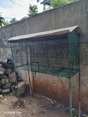 Birds Cage