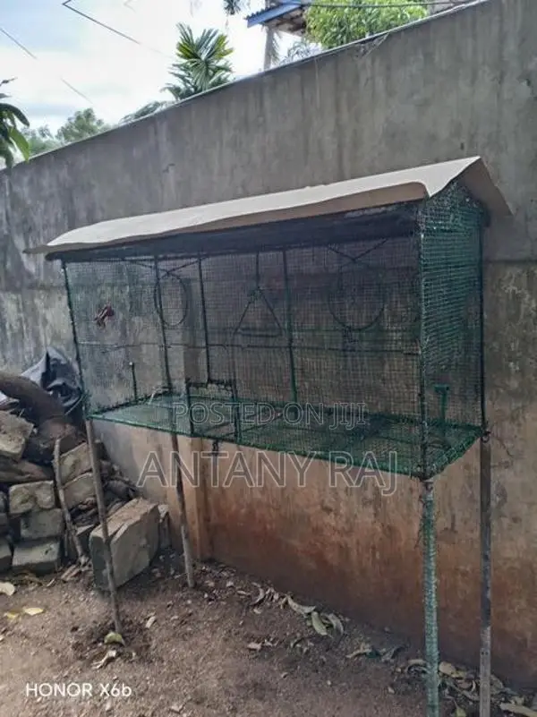 Birds Cage