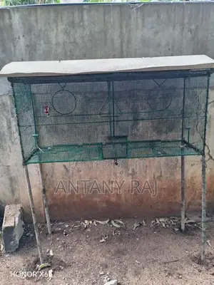 Birds Cage