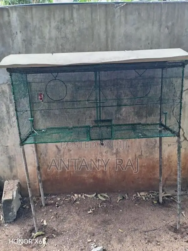 Birds Cage