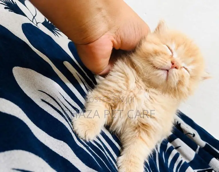Persian Cat