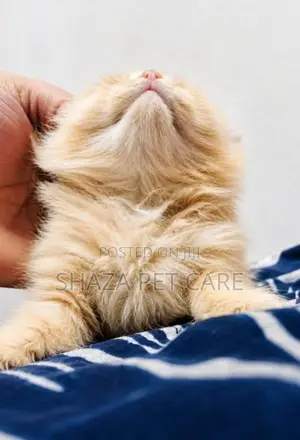 Persian Cat