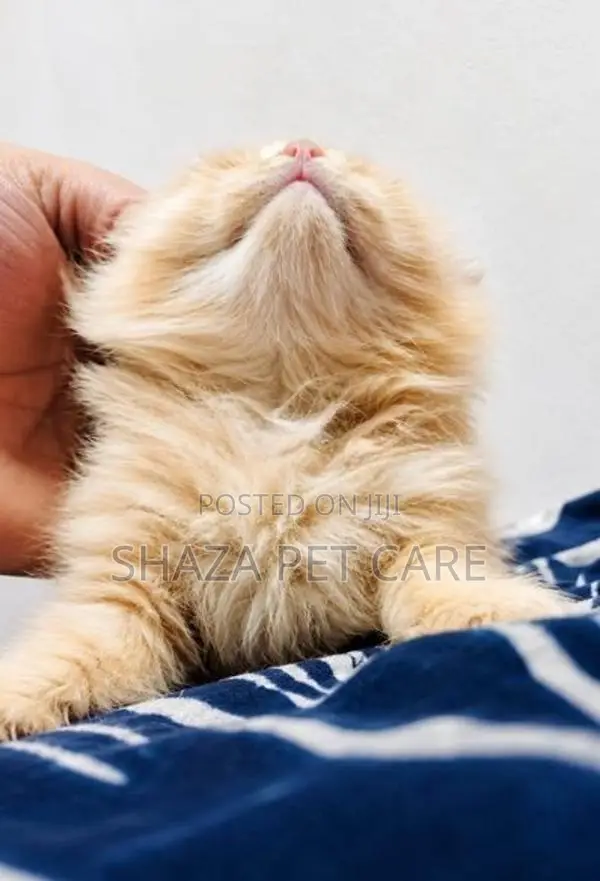 Persian Cat