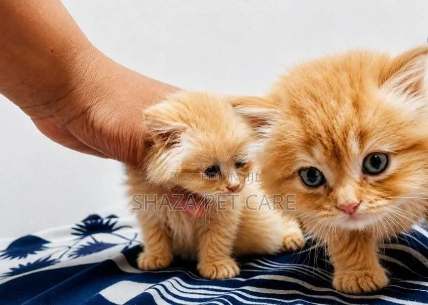Persian Cat