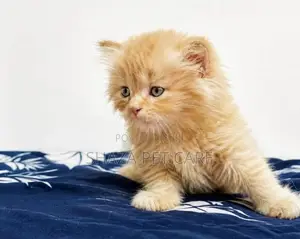 Persian Cat