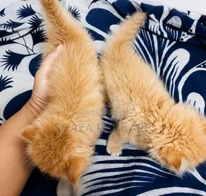 Persian Cat