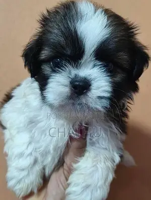 Shih Tzu Puppies