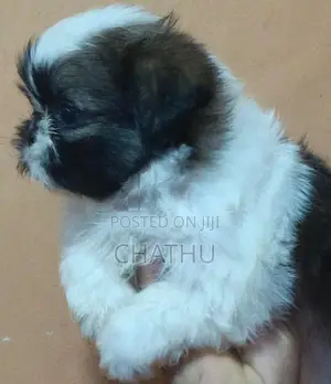 Shih Tzu Puppies