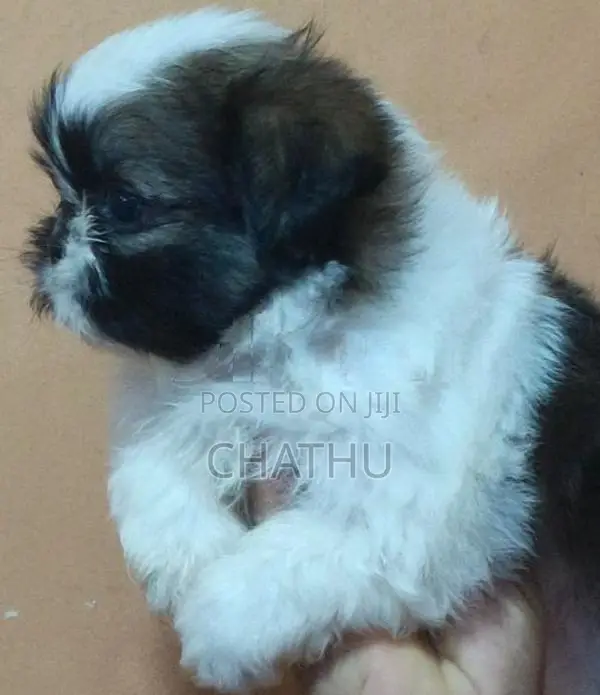 Shih Tzu Puppies