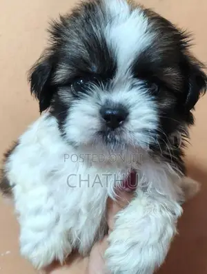 Shih Tzu Puppies