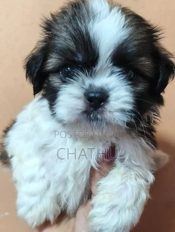 Shih Tzu Puppies