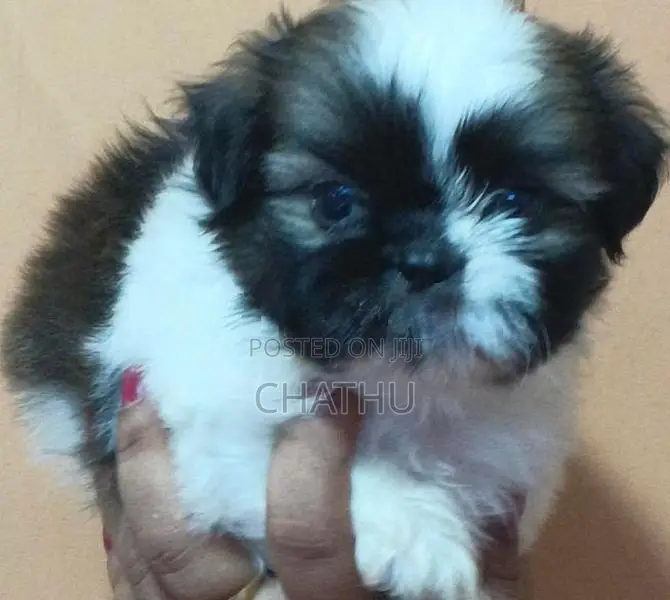 Shih Tzu Puppies