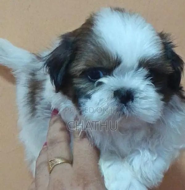 Shih Tzu Puppies