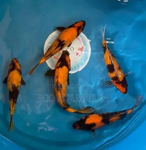 Koi Carp Fish