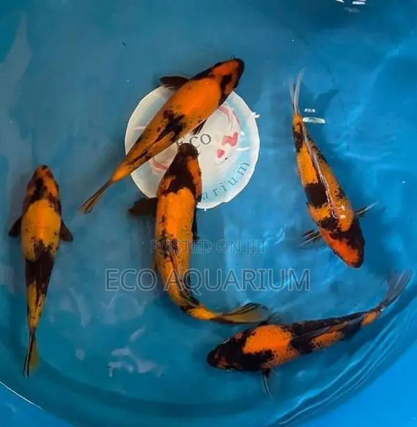 Koi Carp Fish