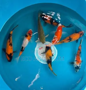 Koi Carp Fish
