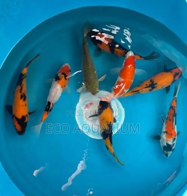Koi Carp Fish