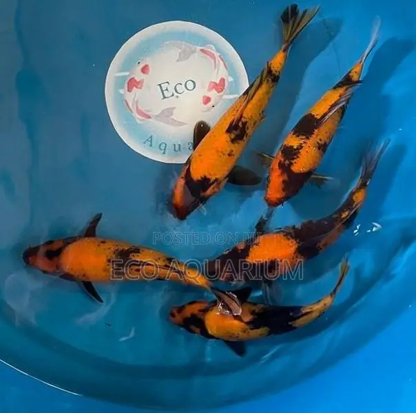 Koi Carp Fish