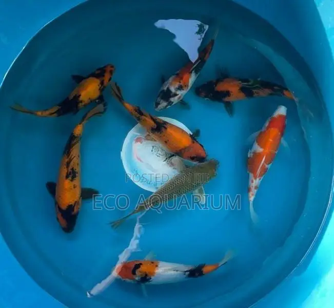 Koi Carp Fish
