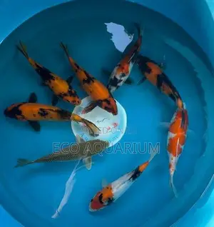 Koi Carp Fish