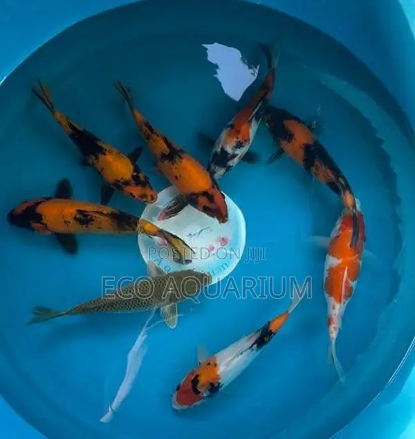 Koi Carp Fish