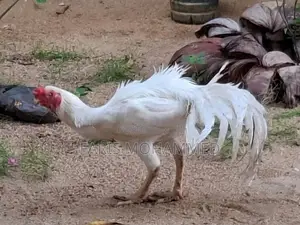 Parrot Nose Rooster