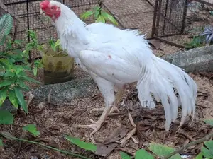 Parrot Nose Rooster
