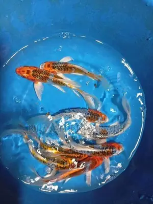 Weltel Fish