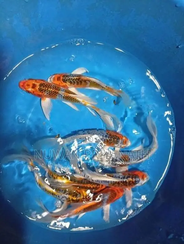 Weltel Fish