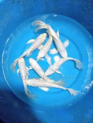 Weltel Fish