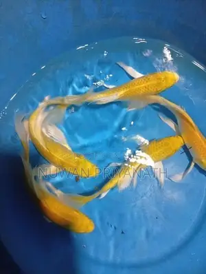 Weltel Fish