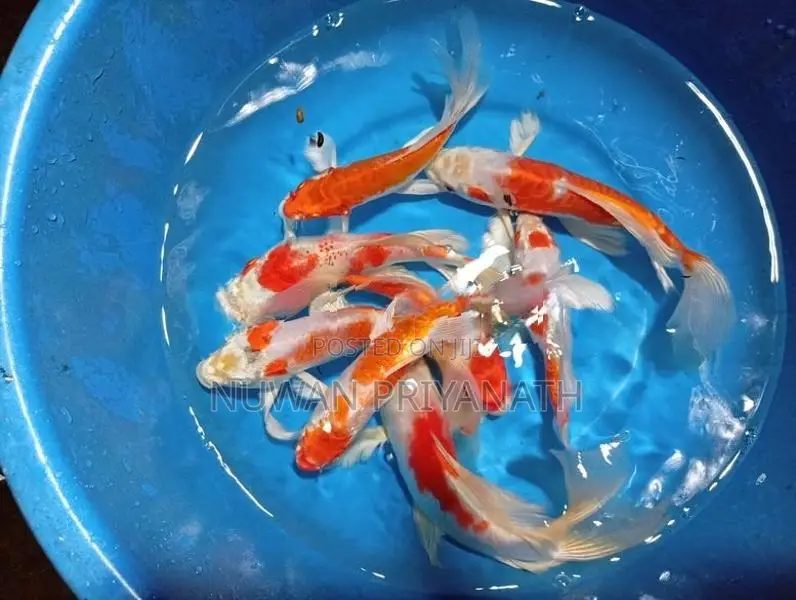Weltel Fish