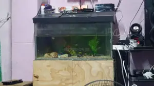 Fish Tank