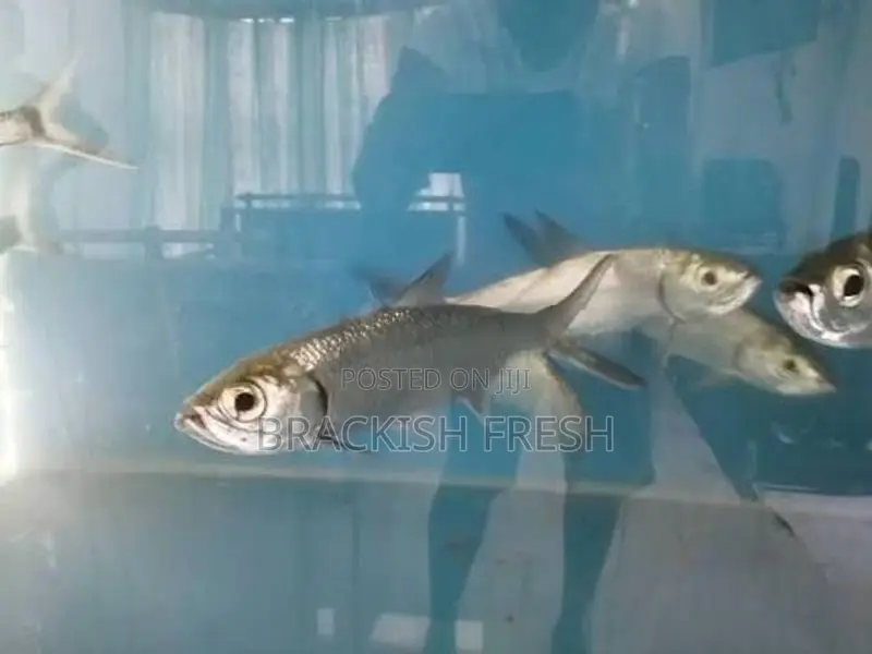 Tarpon