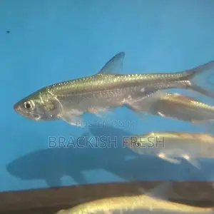 Tarpon
