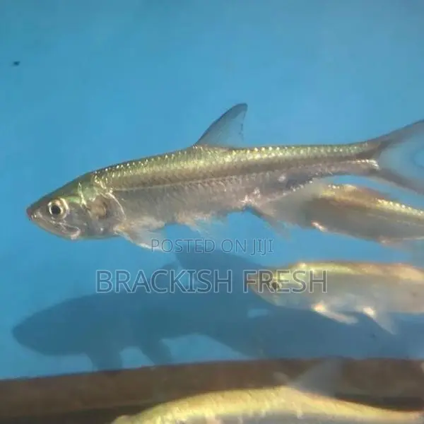 Tarpon