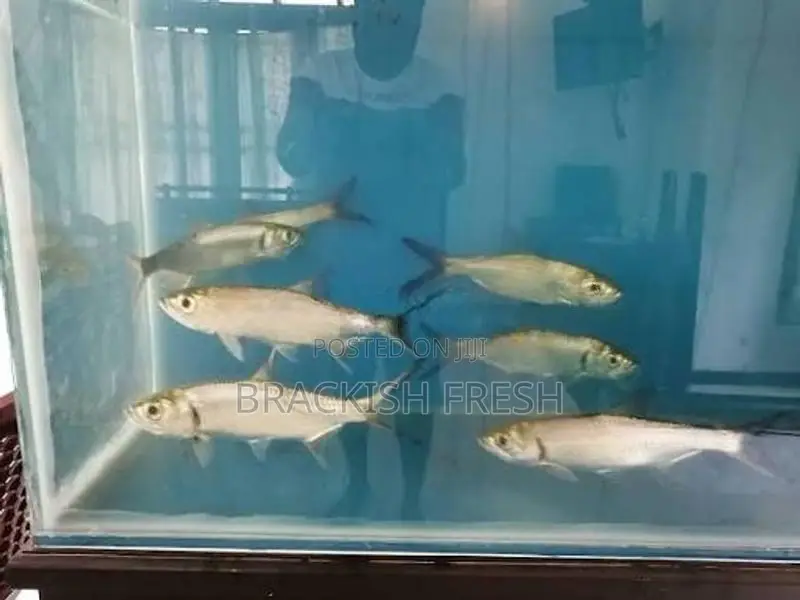 Tarpon