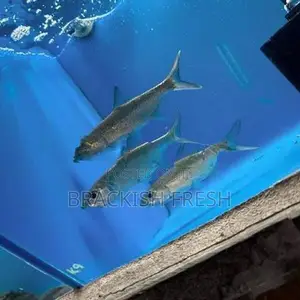 Tarpon