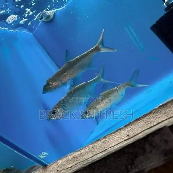 Tarpon