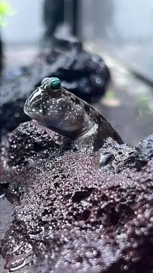 Mudskipper Goby