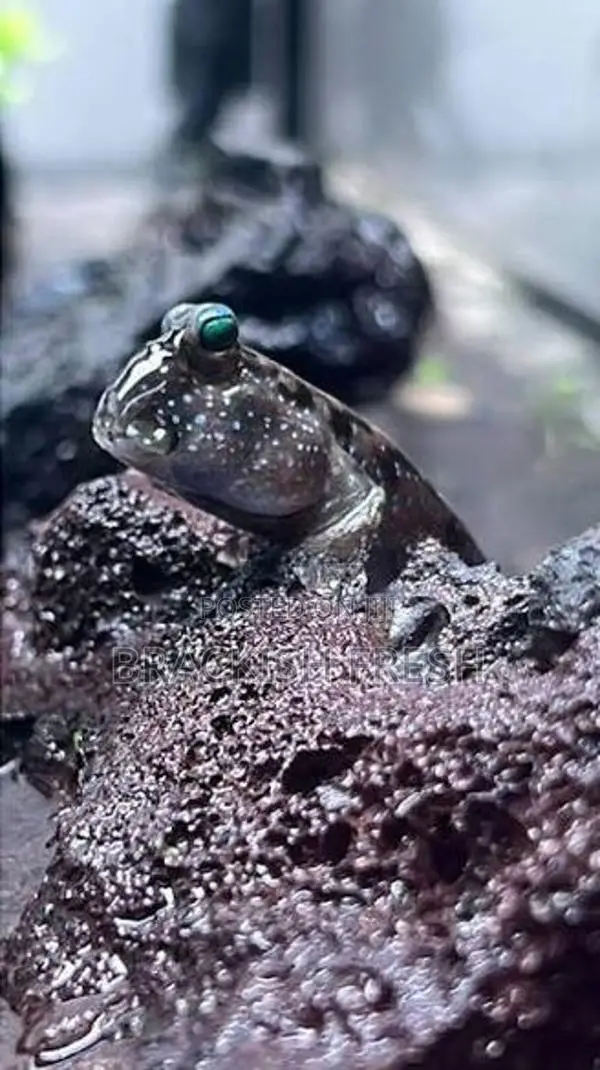 Mudskipper Goby