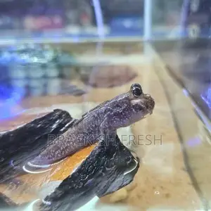 Mudskipper Goby
