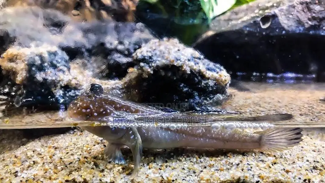 Mudskipper Goby