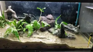 Mudskipper Goby
