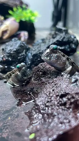 Mudskipper Goby