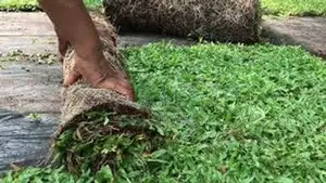 තණකොළ පිඩලි